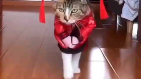 The cat gets up in the morning and stretches first