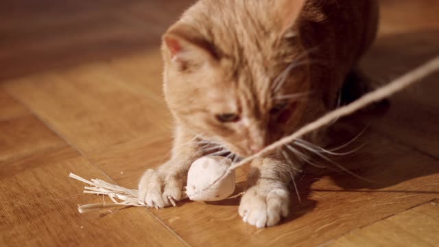 The orange cat is playing with its toys