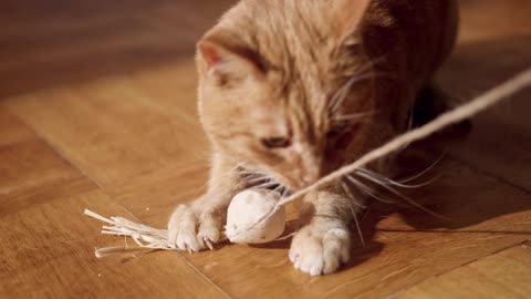 The orange cat is playing with its toys