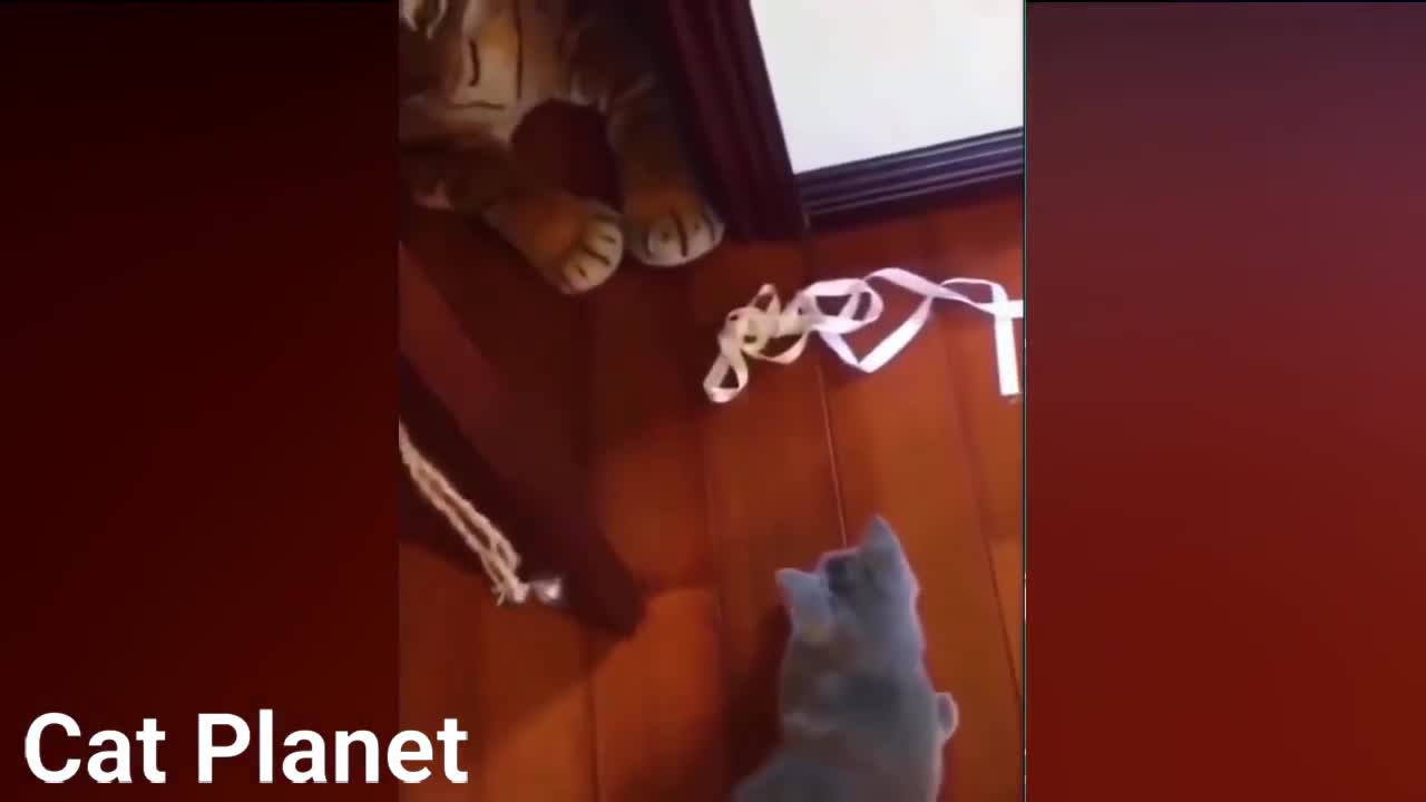 Funny Cats Video Compilation 2021 commend