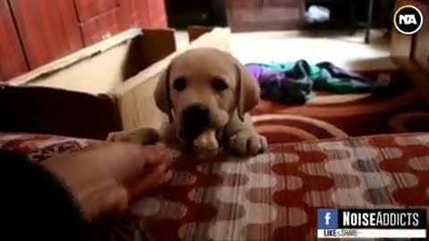 Cute doggy 1