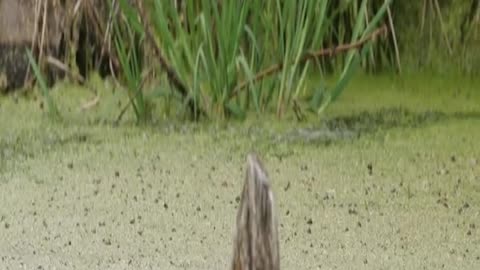 Otter eating snake