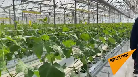 Аслан Бжания заехал в тепличное хозяйство'Кындыг-Агро'