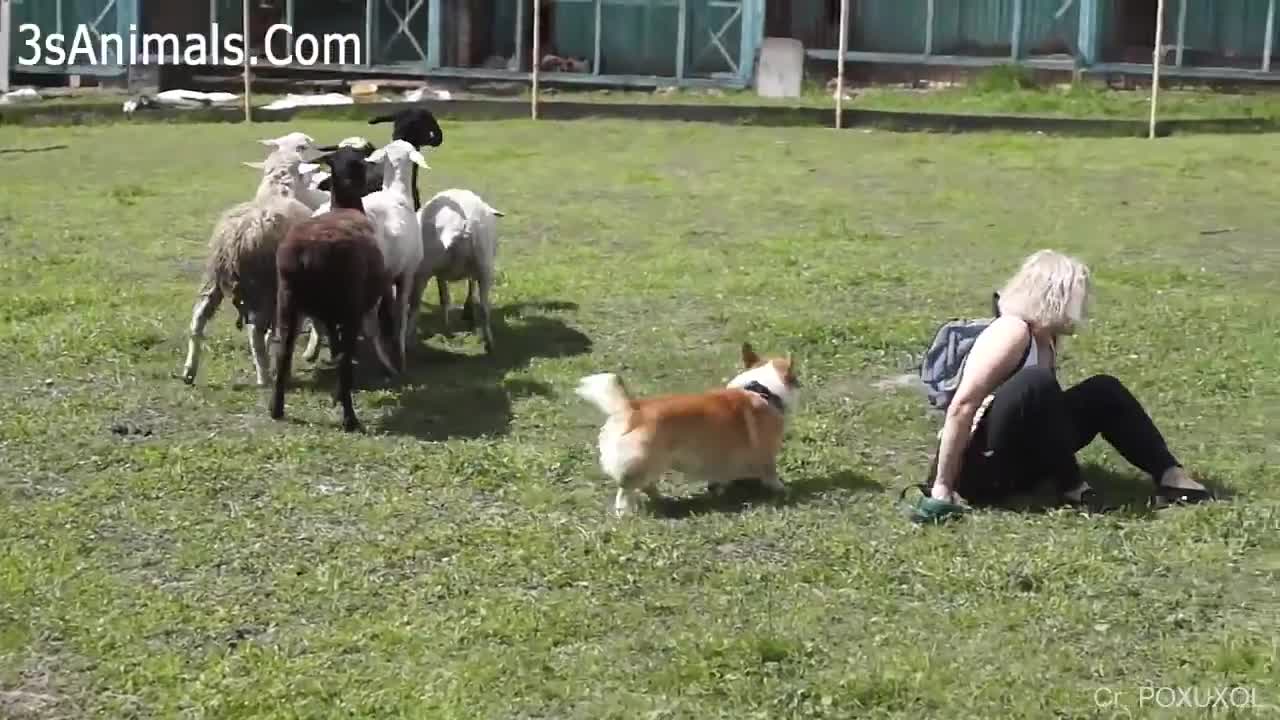 Funny Video