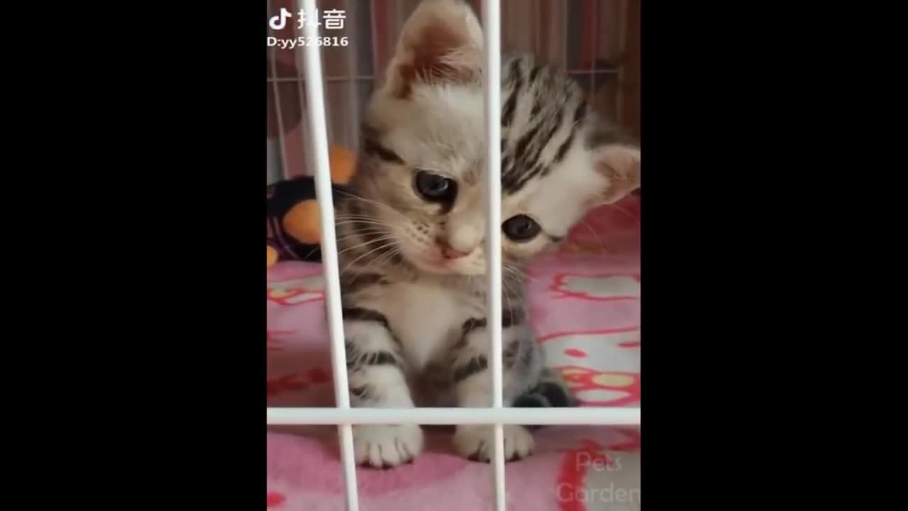 Animais Engraçados [Funny Pets!!] PT: 2