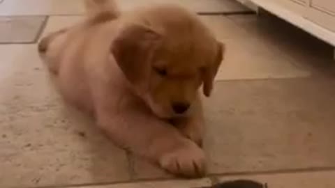 Puppy vs Broom