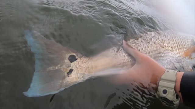 Inshore fishing off hatteras island we caught everything drum,flounder,trout,rockfish.