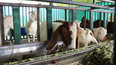 Goats are having their meal | Feeding food to goats