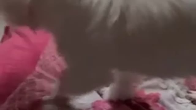 Puppy scratching pillow