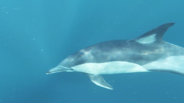 Dolphins are a good friend of mankind, do you like it