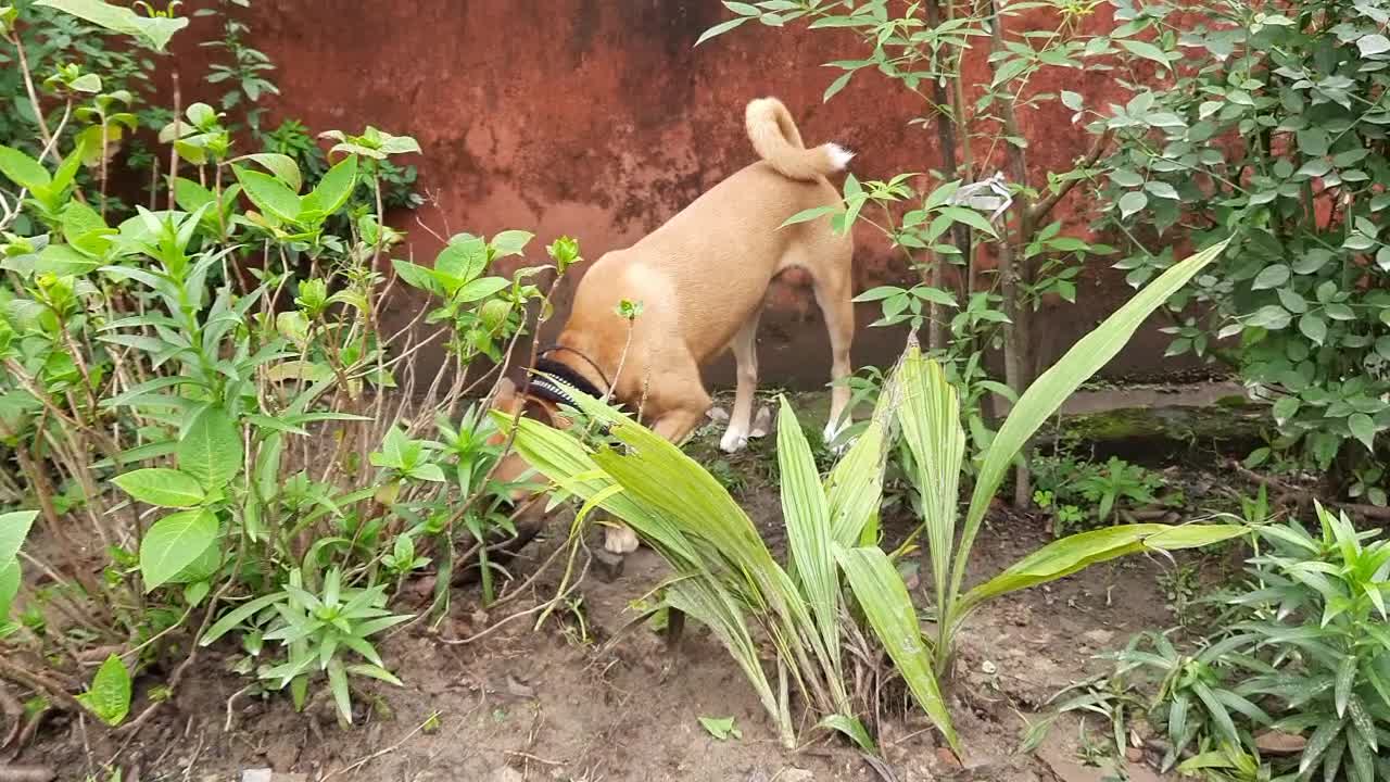 Red Dog In Flowers Garden