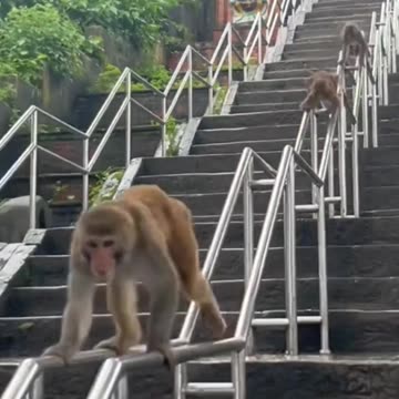 "Swinging Splendor: A Mesmerizing Monkey Circus Extravaganza!"