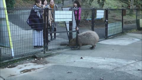 Capybara Opens Entrance Gate and Goes out to Greet Approaching Visitors To Their Absolute Amazement