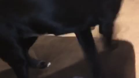 Doggos