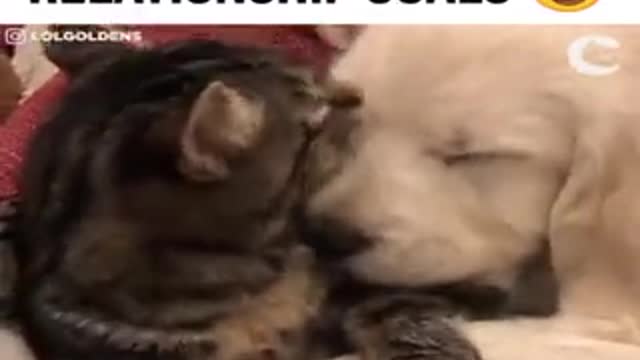 Dog and cat are best Friends forever