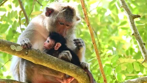 Funny animals #baby monkey # 99# love animals.