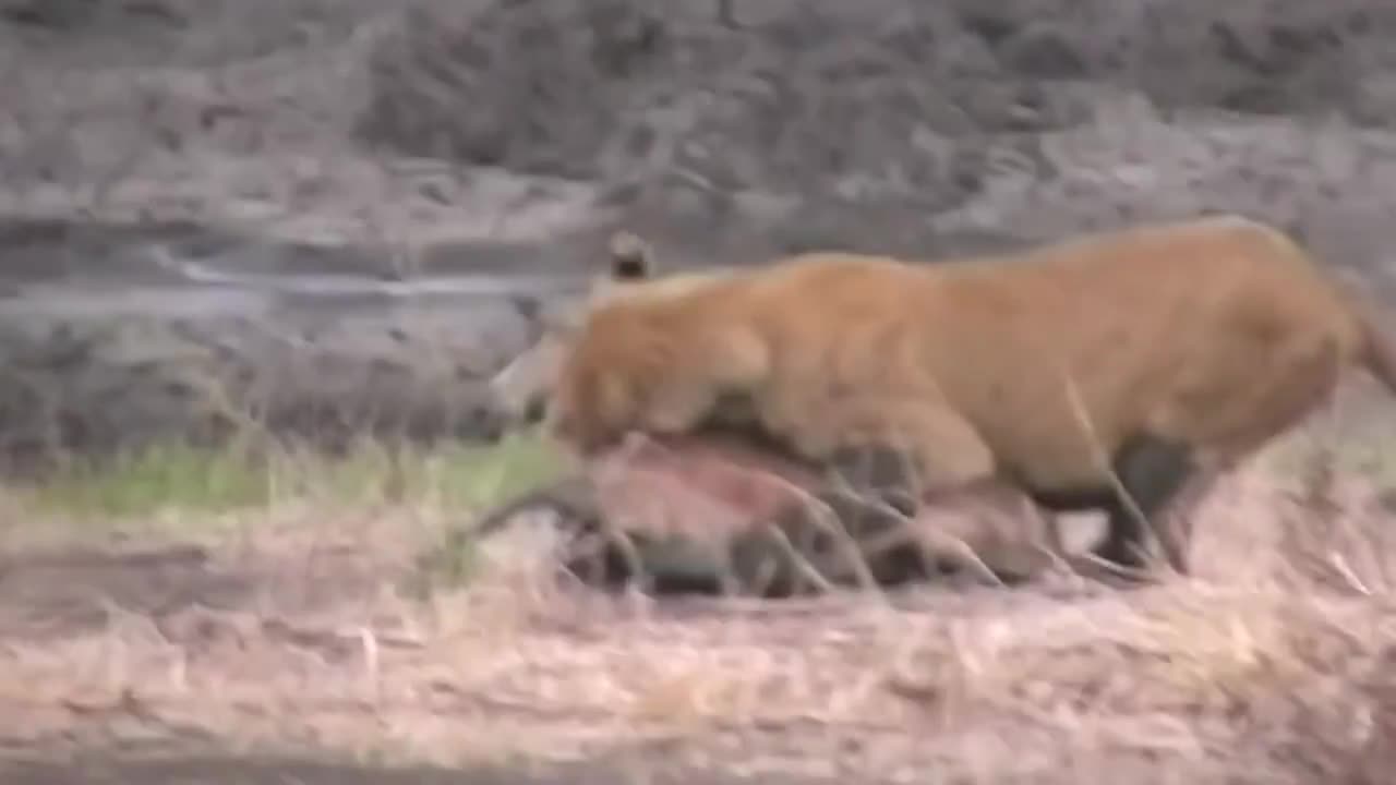 Wild Animals fighting