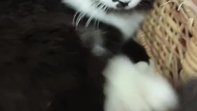 Cute cat doing something funny