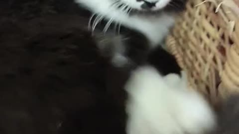 Cute cat doing something funny