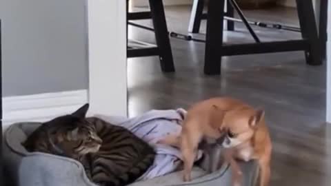 Funny anmall video short