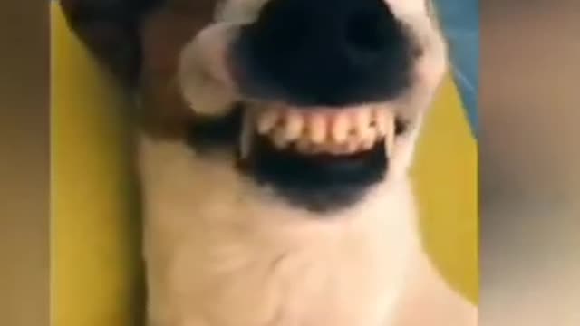 Dog laughing dog funny