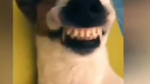 Dog laughing dog funny