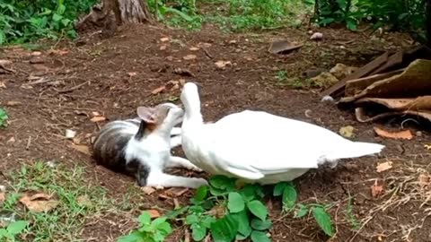 Cat and goose true friendship take care each others