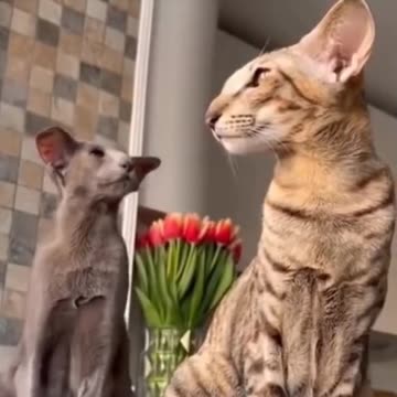 FUNNY ANIMALS FIGHT 😂😂