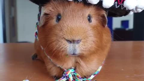Cute mexican guinea pig 😀