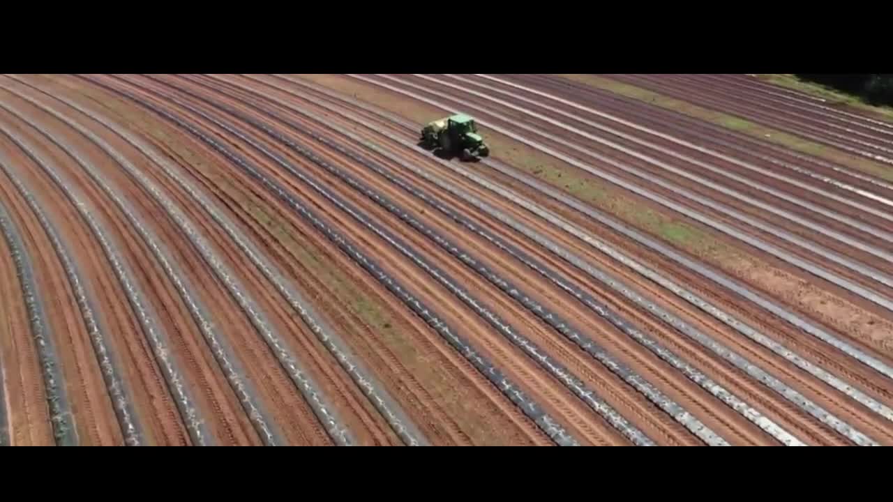 Growing watermelons in greenhouses and modern farming