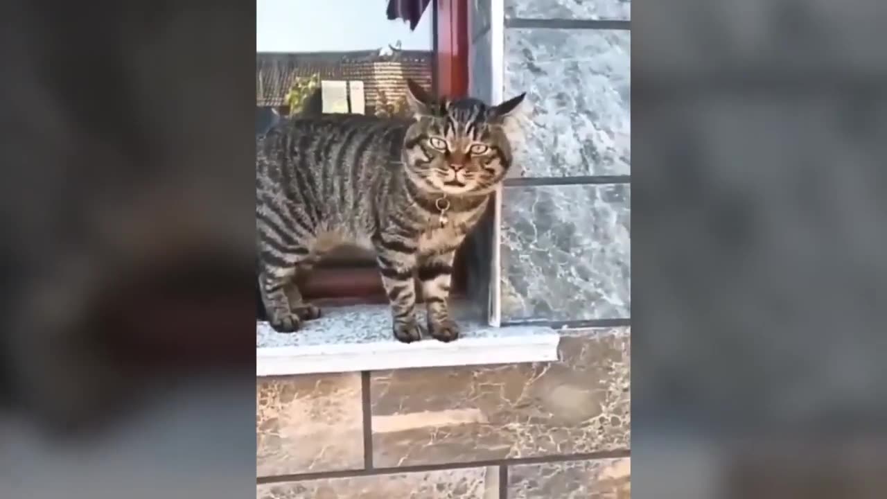 Funny cats that can speak easly enjoy funny moments