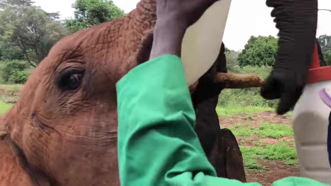 Elephants drinking milk