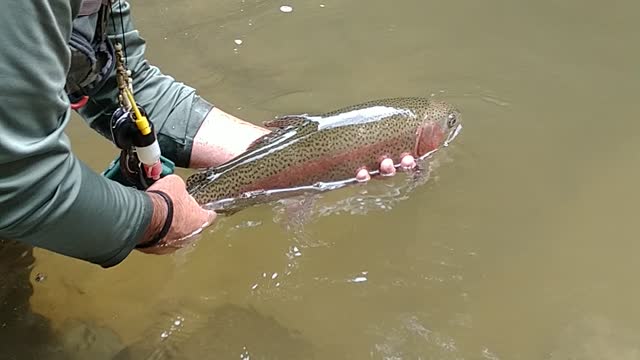 Fly fishing catch and release