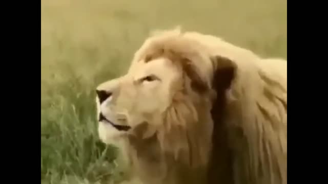 THE LION THAT HAVE THE GREATEST ROAR IN THE WORLD - YOU HAVE NEVER SEEN ANYTHING LIKE IT! - WILD