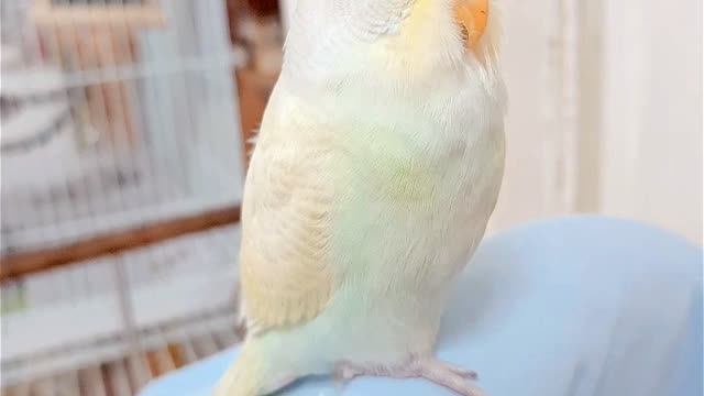 My budgie 'cheese'