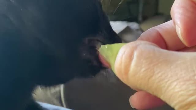 Kitten eating a cucumber