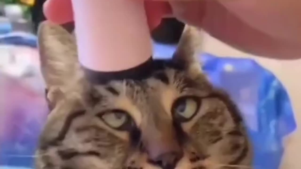 Funny cat video