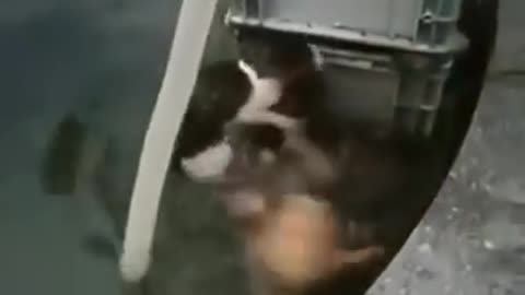 Dog Saves Cat from Water