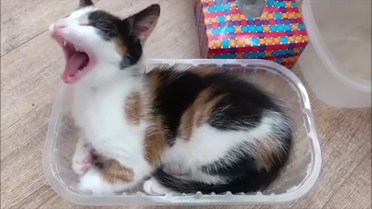 Silly Cat Compilation: An explosion of funny Videos