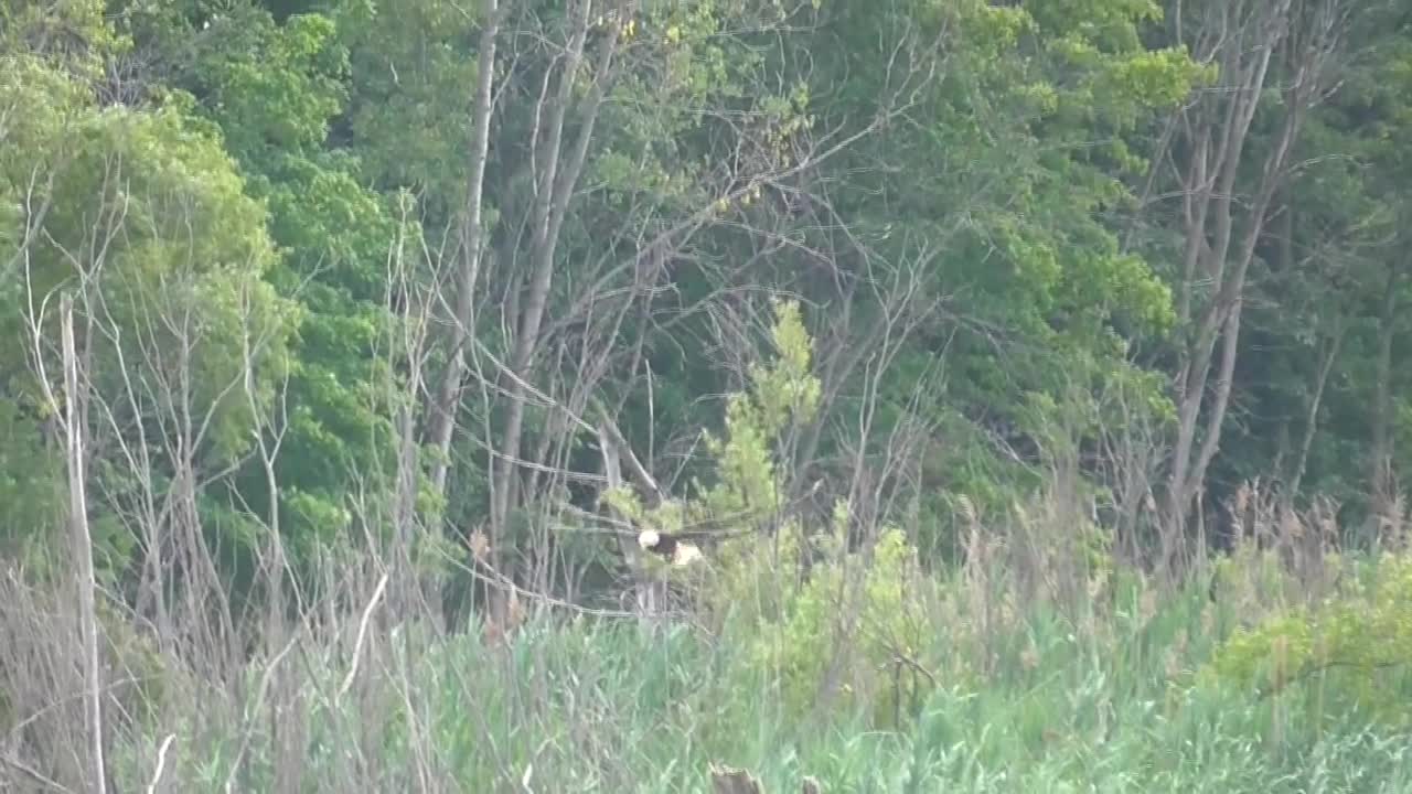 109 Toussaint Wildlife - Oak Harbor Ohio - Eagle Playing Forgets It's Supposed To Be Getting Food