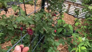 Tour of Our Garden