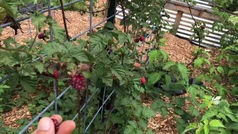 Tour of Our Garden