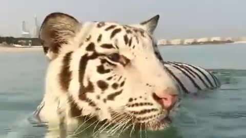 White tiger