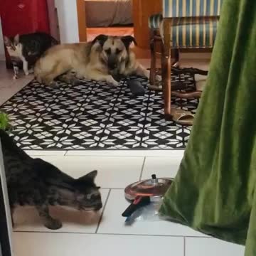 Cat climbs up curtains and smashes down big pan