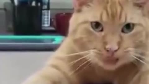 Funniest Dogs And Cats Video