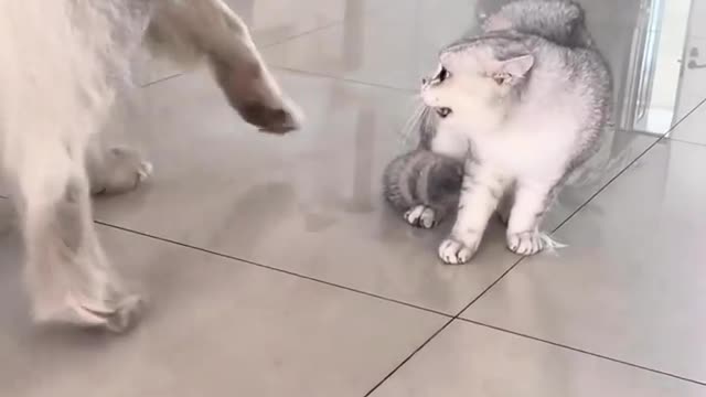 Two cats fighting and dog trying to compromise 😂😂