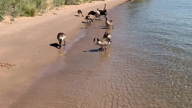 Havasu Gaggle