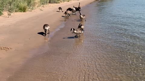 Havasu Gaggle