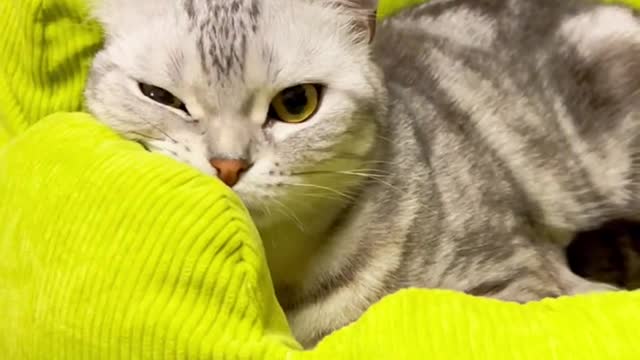 Laugh out loud with the FUNNIEST CATS right here!#18