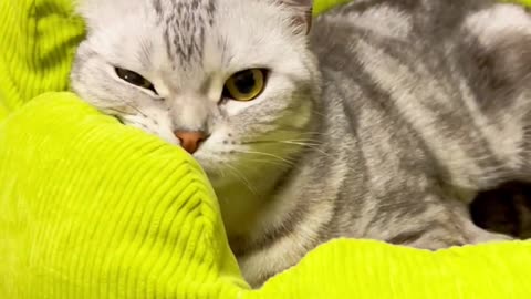 Laugh out loud with the FUNNIEST CATS right here!#18